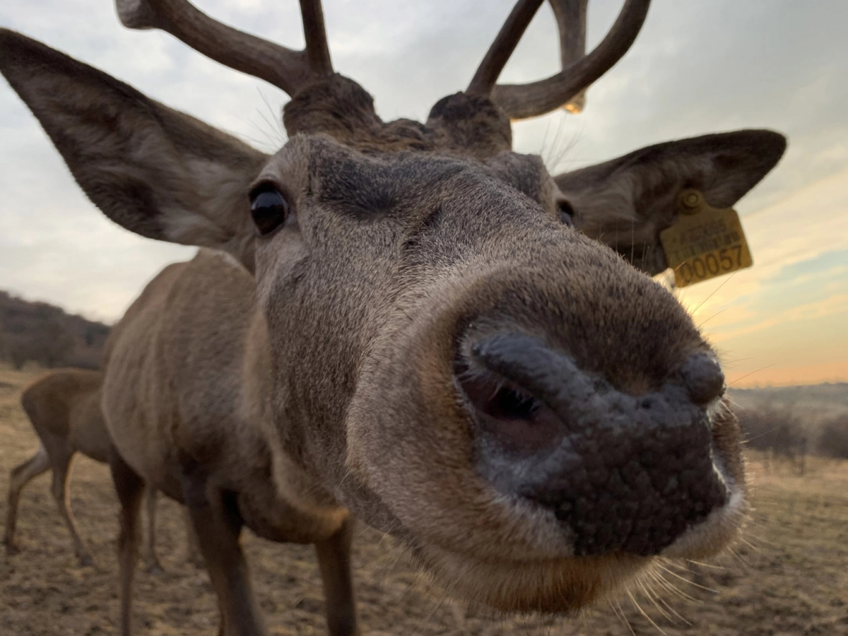 Deers in Uzbekistan